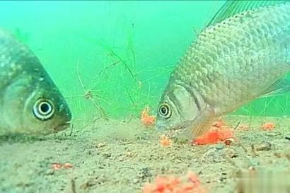 细节决定成, stron