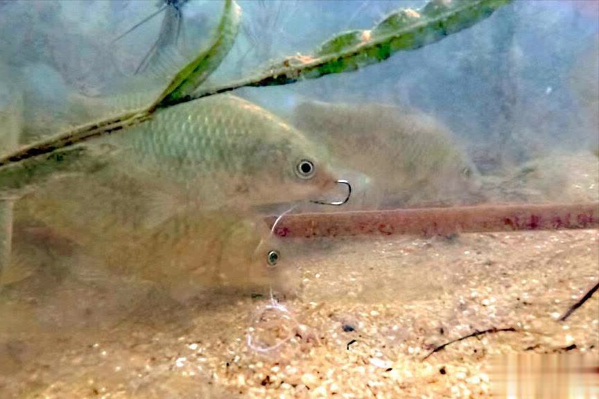 跑大鱼, 下面, 看着鱼桶里